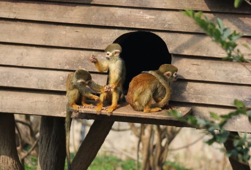 monkey animal zoo