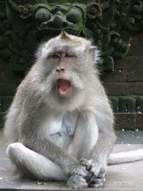 monkey bali facial expression