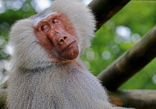 monkey baboon zoo