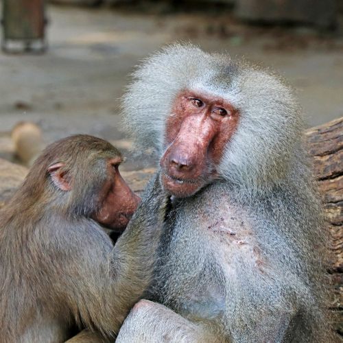 monkey baboon zoo
