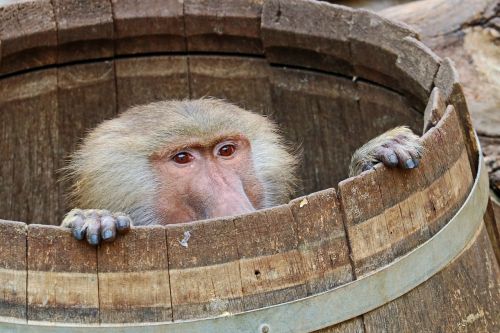 monkey baboon zoo