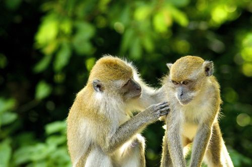 monkey animal love