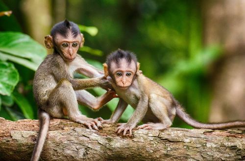 monkey mammal primate