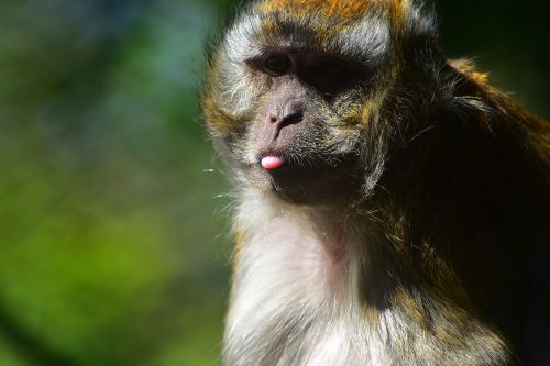 monkey silly ape