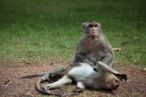 monkey animals cambodia