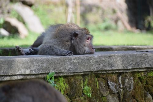 monkey bali nature