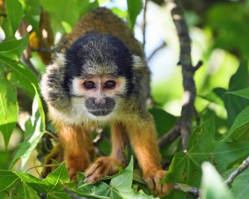 monkey saimiri in peru tree