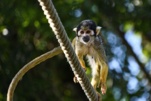 monkey saimiri in peru zoo