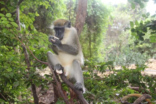 monkey barbados nature