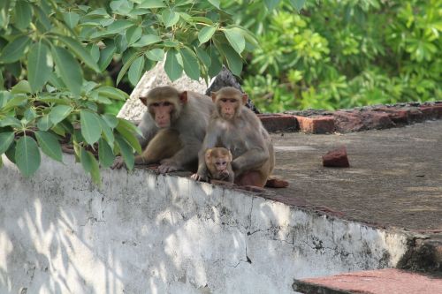 monkey wildlife wild