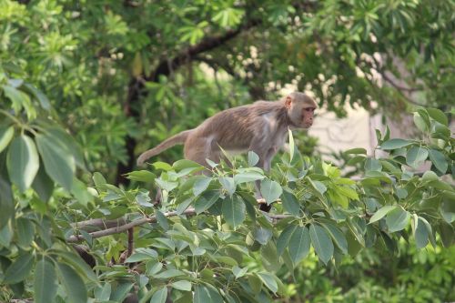 monkey wildlife wild