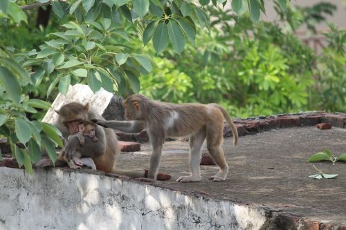 monkey wildlife wild