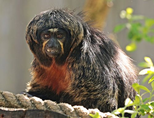 monkey enclosure animal world