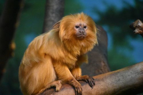 monkey gold zoo