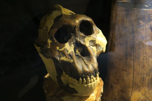 monkey skull skeleton