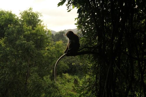 monkey jungle nature