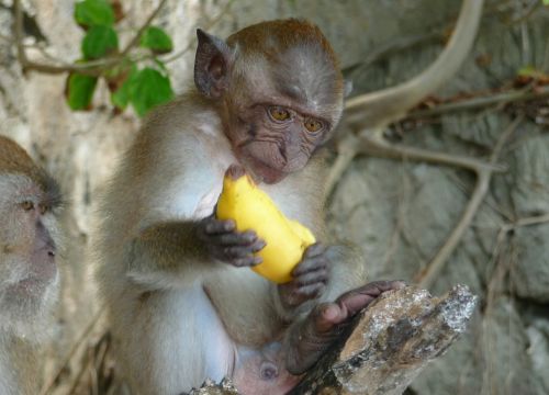 monkey banana äffchen