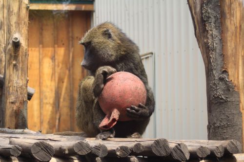 monkey ball animal