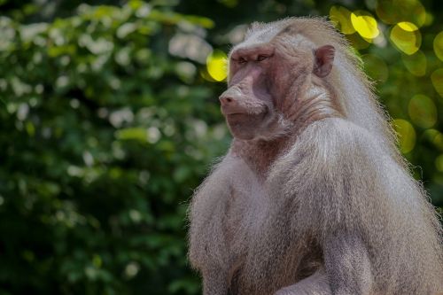 monkey zoo baboon