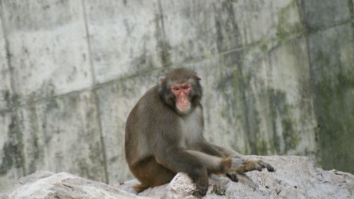 monkey zoo chimpanzee