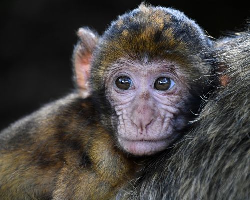 monkey baby barbary macaque