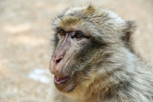 monkey barbary macaque magot