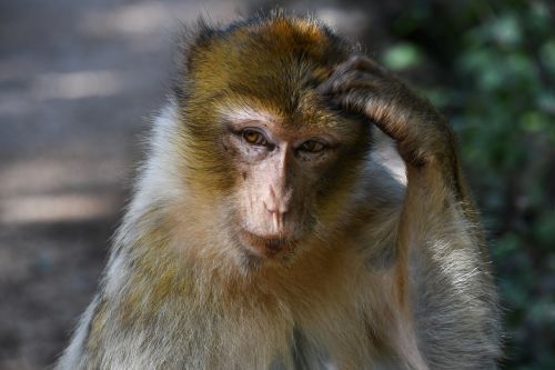 monkey barbary macaque magot