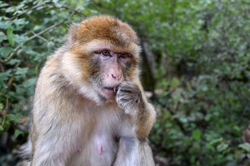 monkey barbary macaque magot