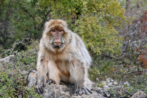 monkey barbary macaque magot