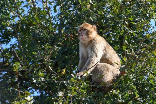 monkey tree barbary macaque