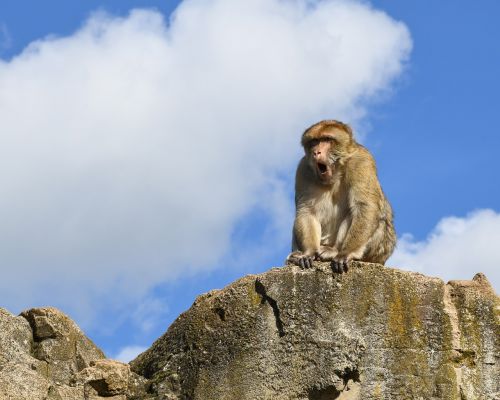 monkey rock barbary macaque