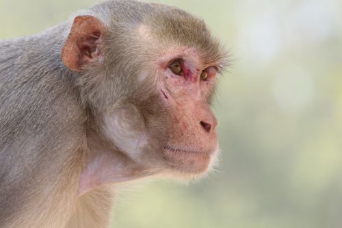 monkey portrait primate