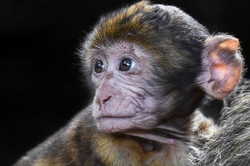 monkey baby look
