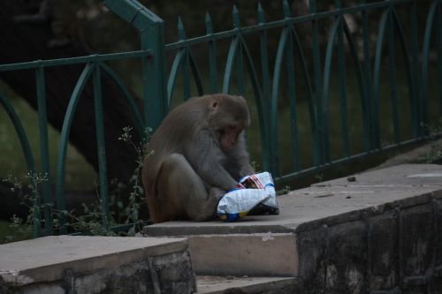 monkey eating food