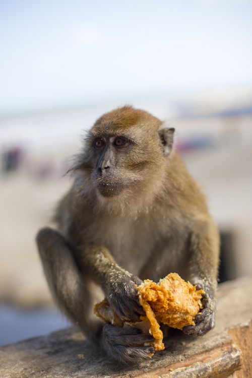 monkey kfc junk food