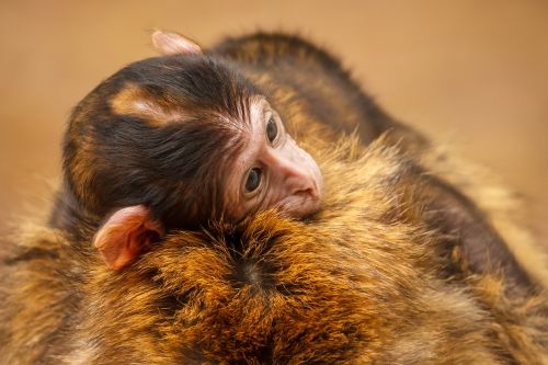 monkey ape baby