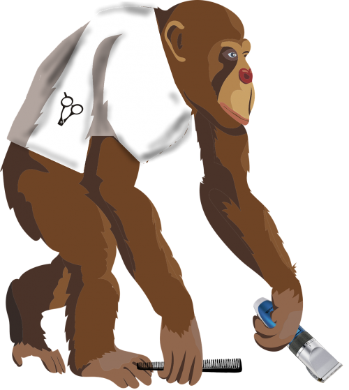 monkey barber hairdresser