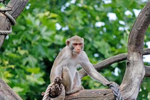 monkey zoo primate