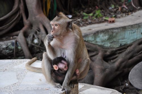 monkey mother and child nature