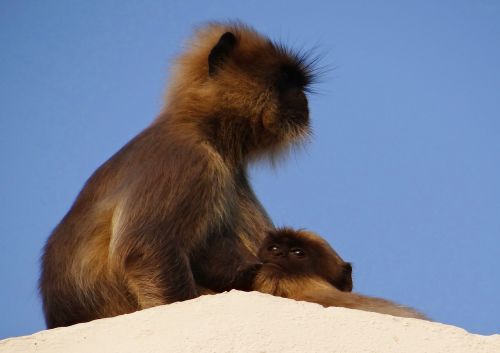 monkey mom suckling