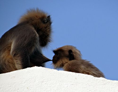 monkey mom suckling