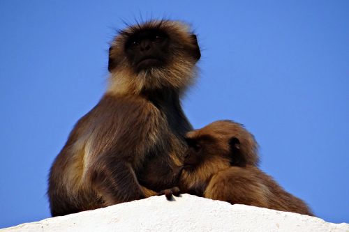 monkey mom suckling