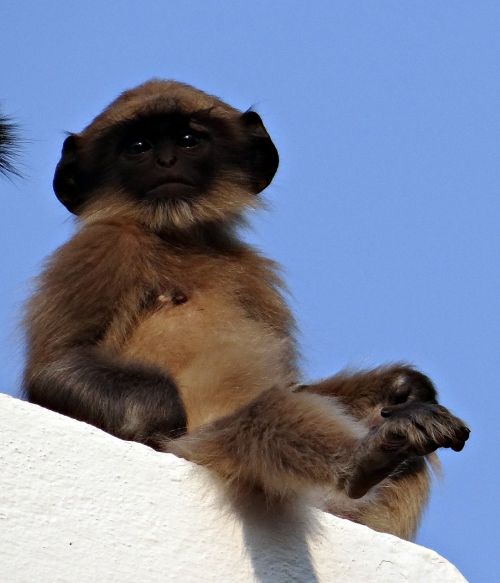 monkey baby langur