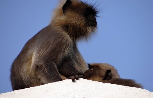 monkey mom baby