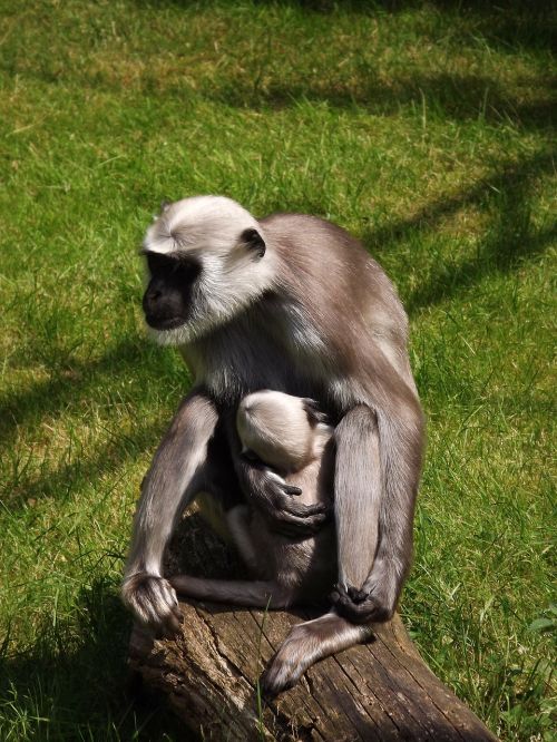 monkey monkey nut mother and child