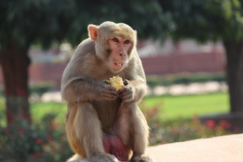 monkey animal eating monkey eating