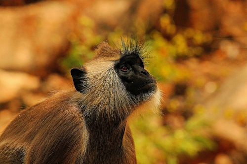 monkey vervet vervet monkey