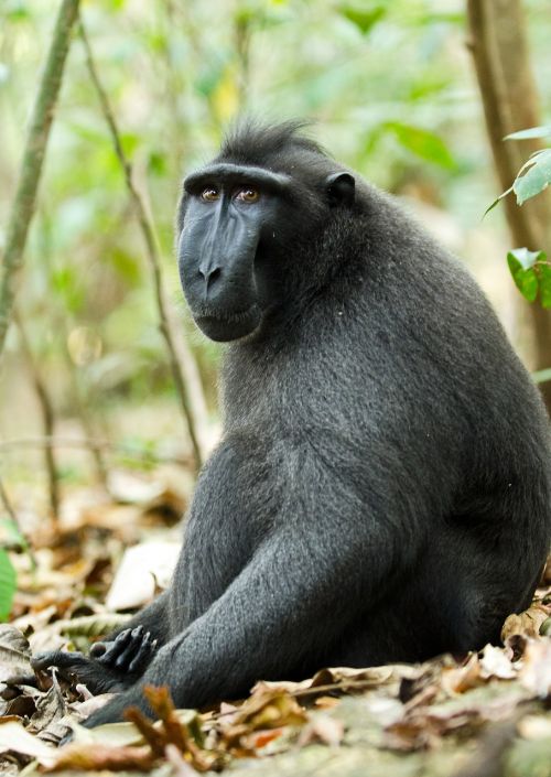 monkey primate ape