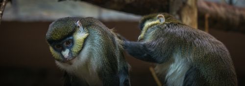 monkey living nature primacy