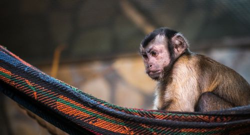 monkey nature portrait